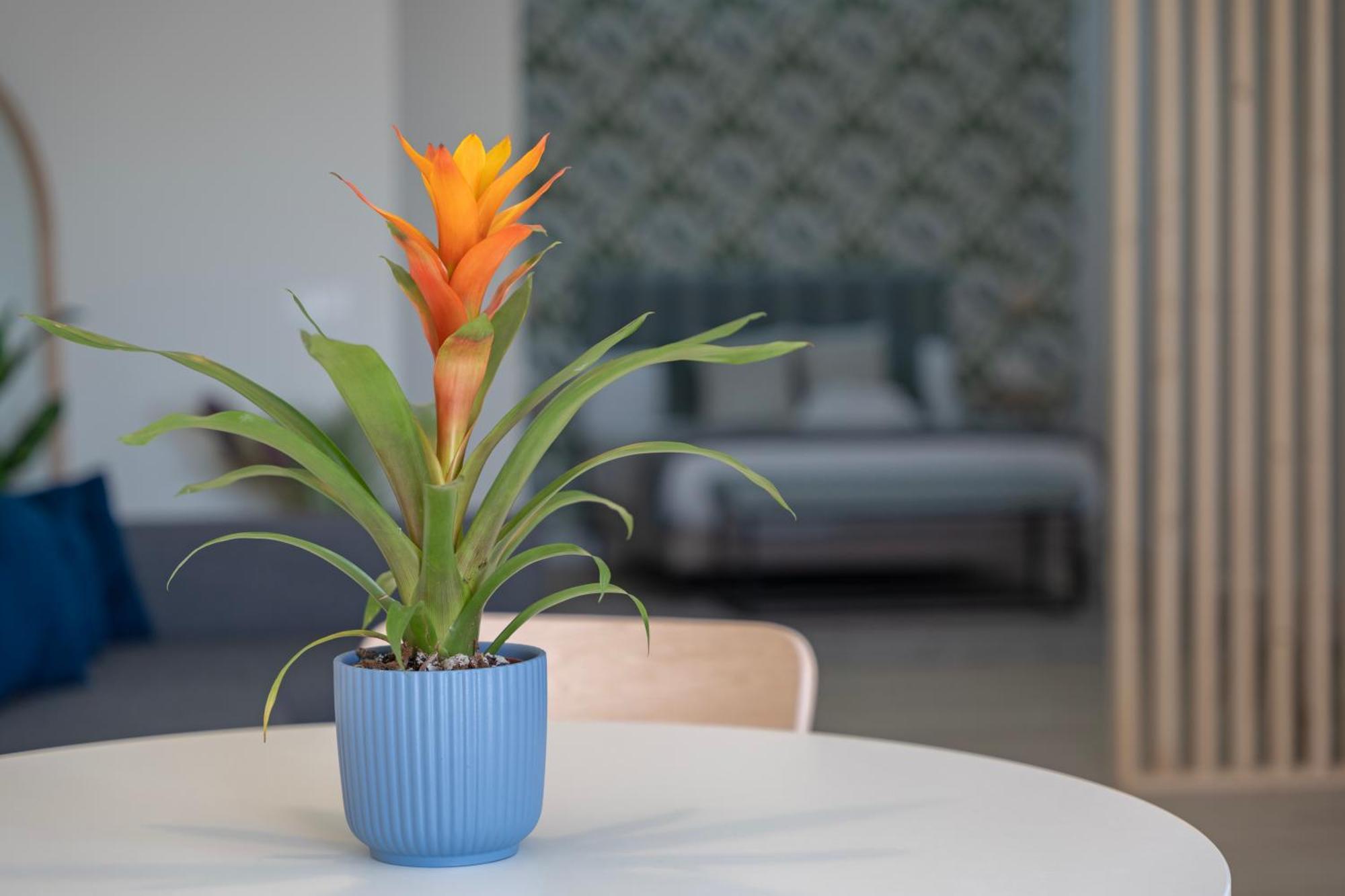 Apartment Loft The Ma By Paramount Holidays Costa Adeje (Tenerife)